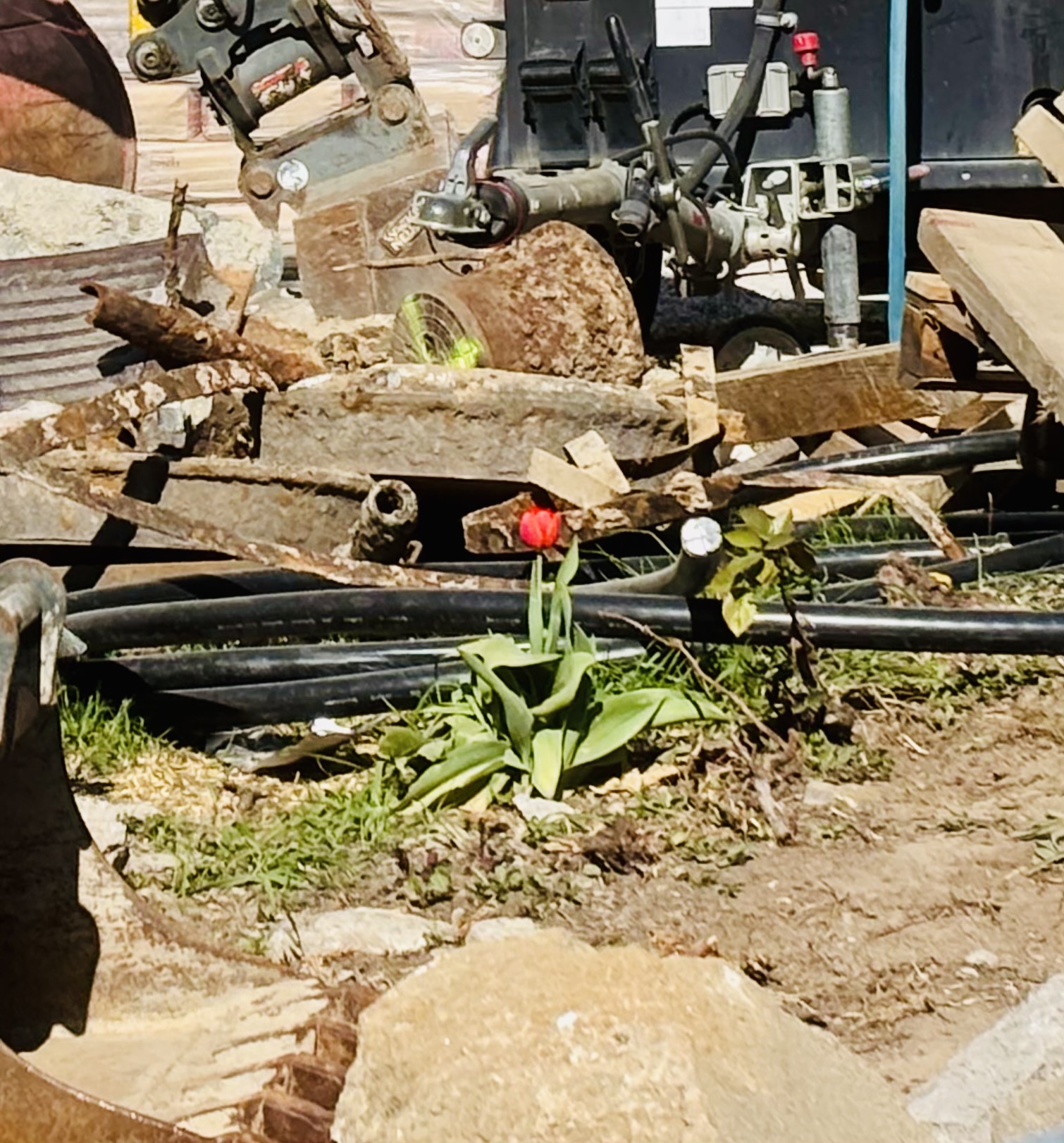 Die letzte Tulpe vom Hafnerplatz